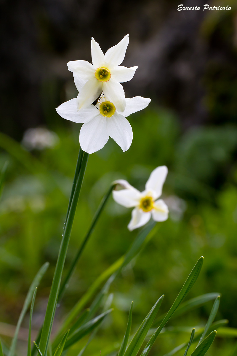 Narcissus poticus